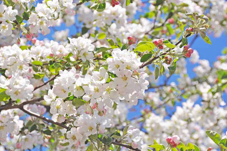 How To Choose The Right Flowering Crabapple for Your Garden